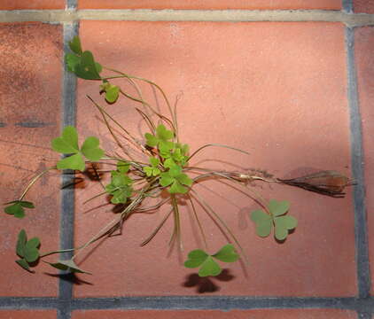 Image of Oxalis purpurascens Salter