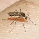 Image of Flood Water Mosquito