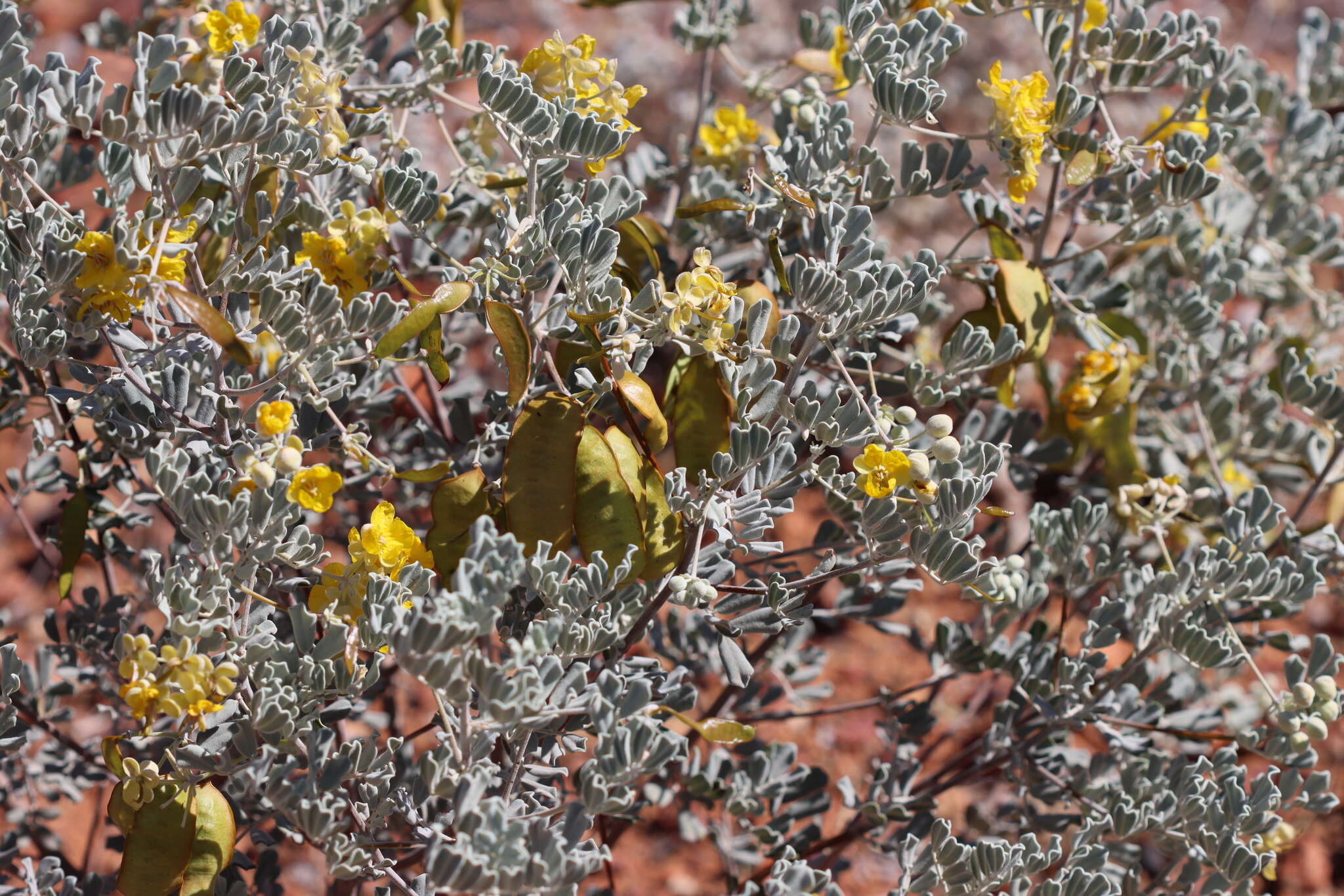 Слика од <i>Senna artemisioides</i> subsp. <i>helmsii</i>