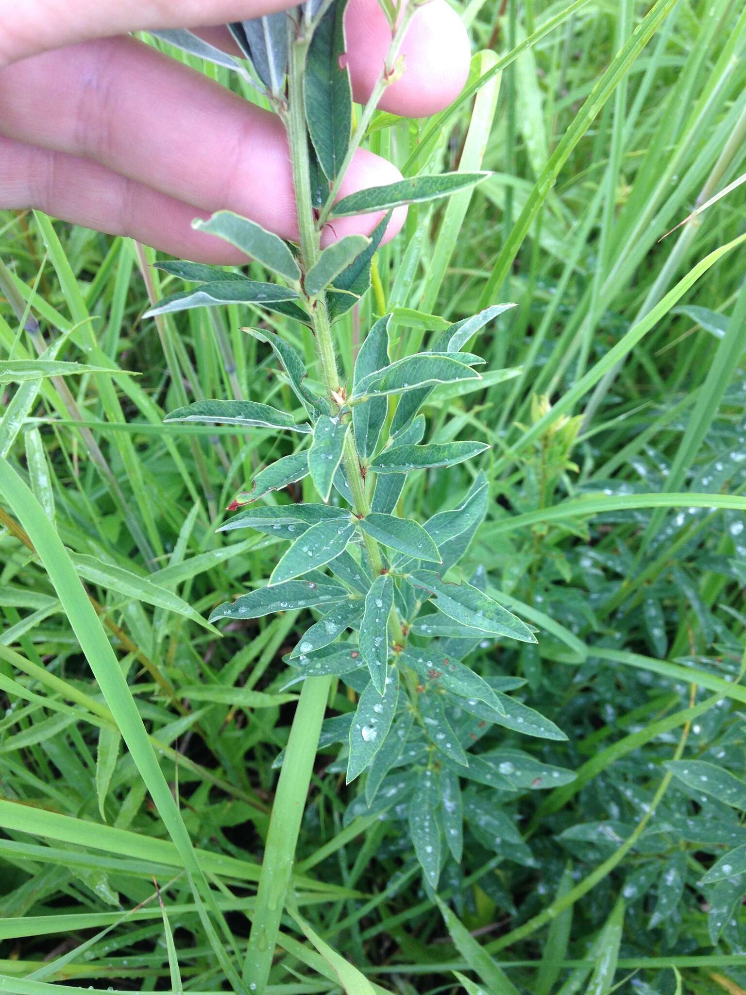 Imagem de Lespedeza leptostachya A. Gray