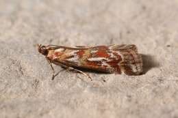 Image de Acrobasis porphyrella Duponchel 1836