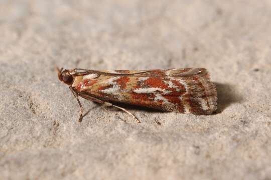 Image de Acrobasis porphyrella Duponchel 1836