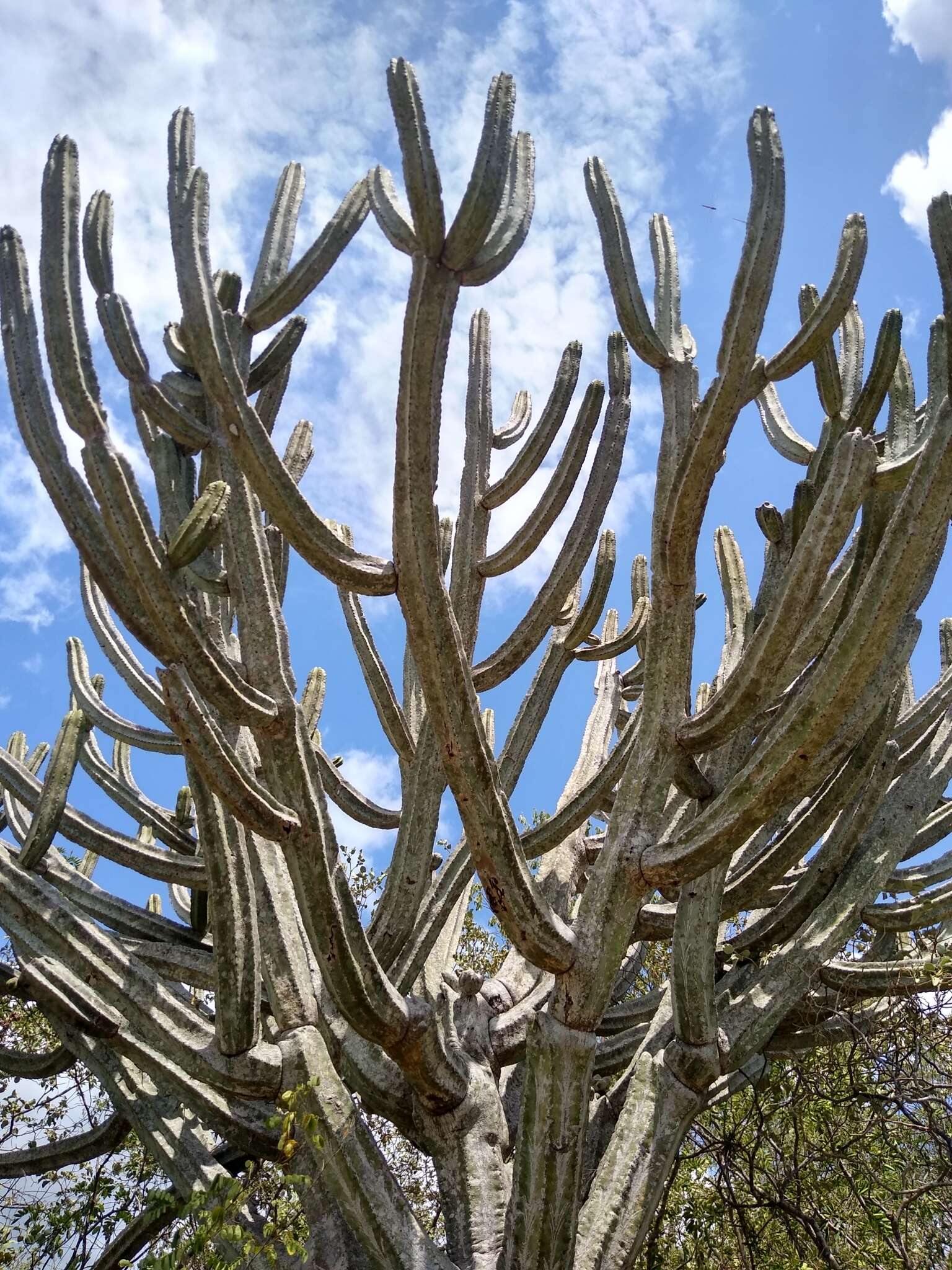 Imagem de Browningia altissima (F. Ritter) Buxb.