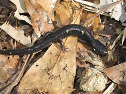 Imagem de Plethodon variolatus (Gilliams 1818)