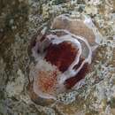 Notocomplana sanguinea (Freeman 1933) resmi