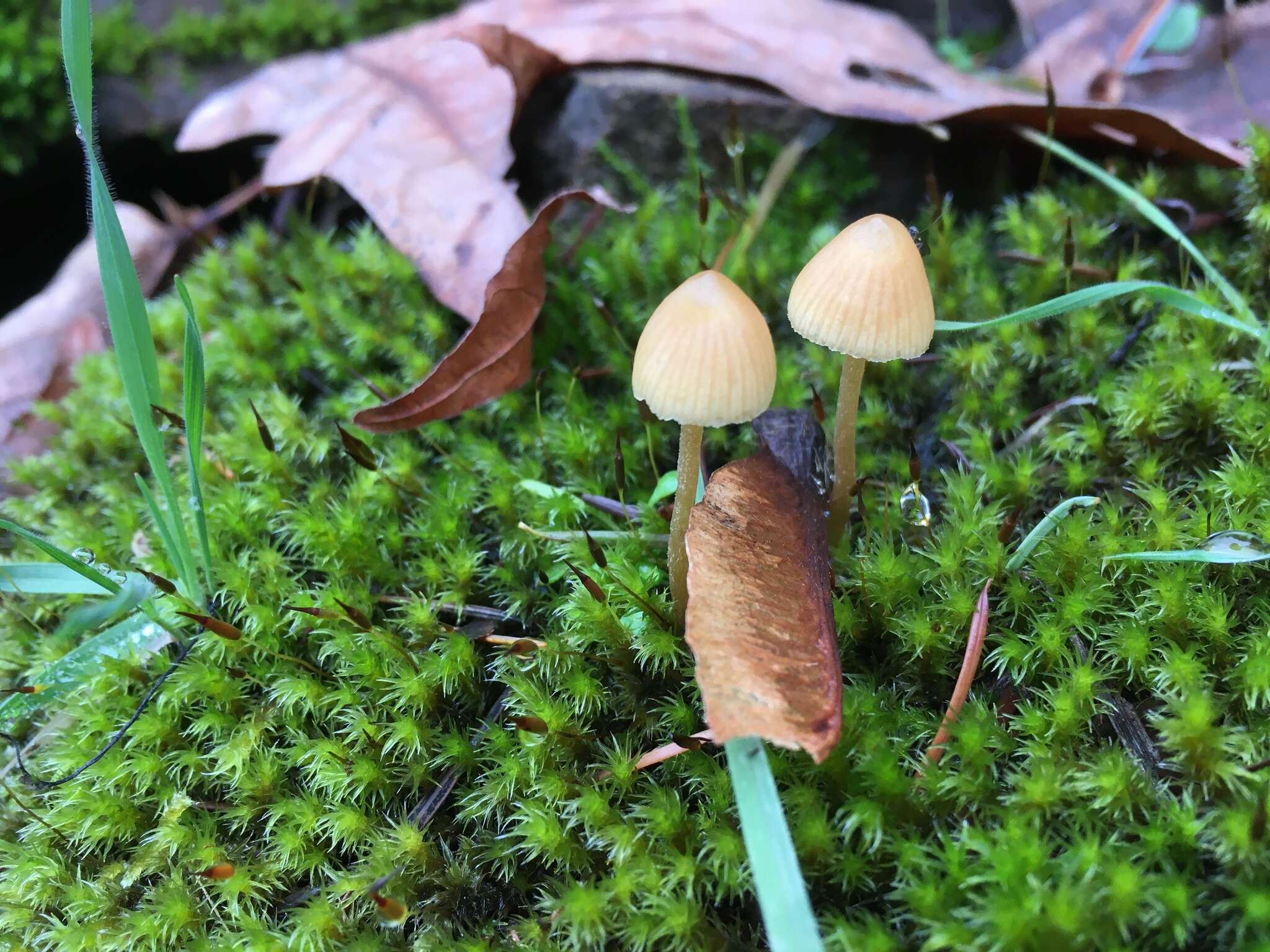 Image of Galerina semilanceata (Peck) A. H. Sm. & Singer 1964