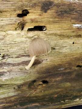 Image of Pluteus longistriatus (Peck) Peck 1885