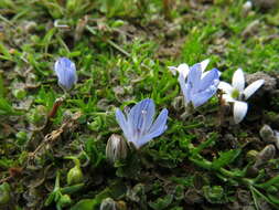 Veronica canescens T. Kirk resmi