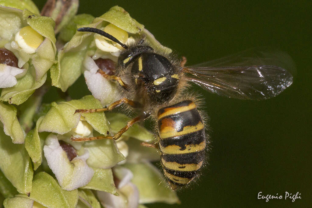 Image of Norwegian Wasp