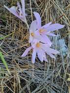 Image de Colchicum confusum K. Perss.