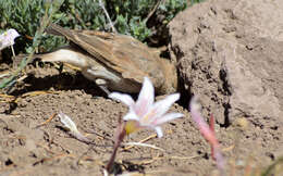 صورة Geositta rufipennis fasciata (Philippi & Landbeck 1864)