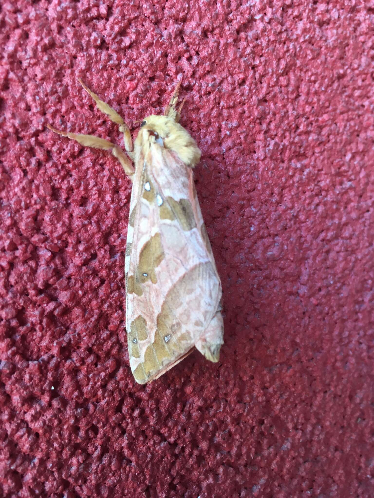 Image of Four-spotted Ghost Moth