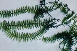 Image of aerialroot bristle fern