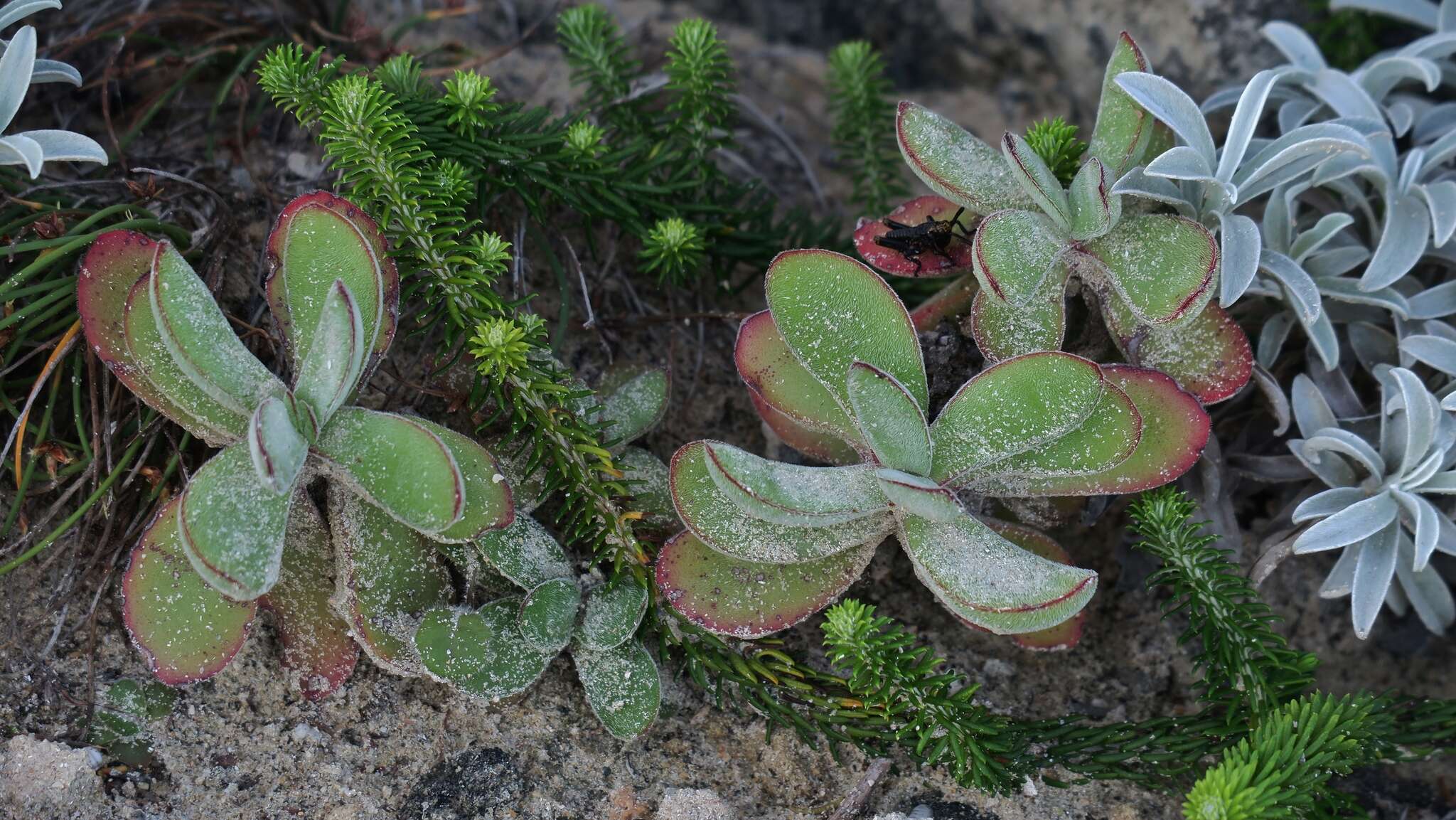 Image of Crassula pubescens subsp. pubescens