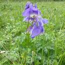 Aquilegia sibirica Lam. resmi