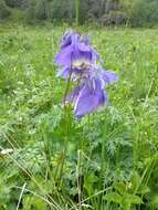 Aquilegia sibirica Lam. resmi