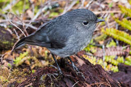 Petroica australis australis (Sparrman 1788)的圖片