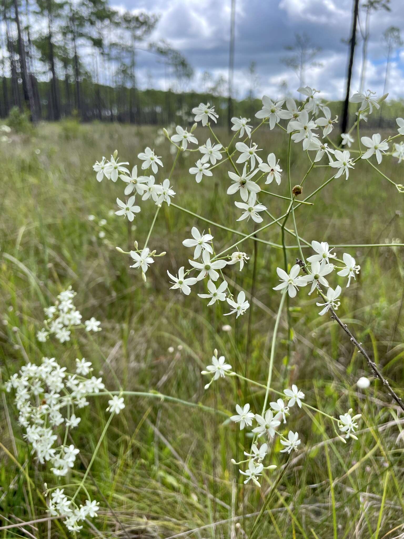 <i>Sabatia <i>macrophylla</i></i> var. macrophylla resmi