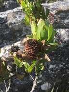 Plancia ëd Leucadendron strobilinum (L.) Druce