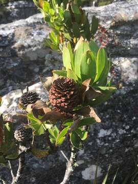 Image of Peninsula Conebush