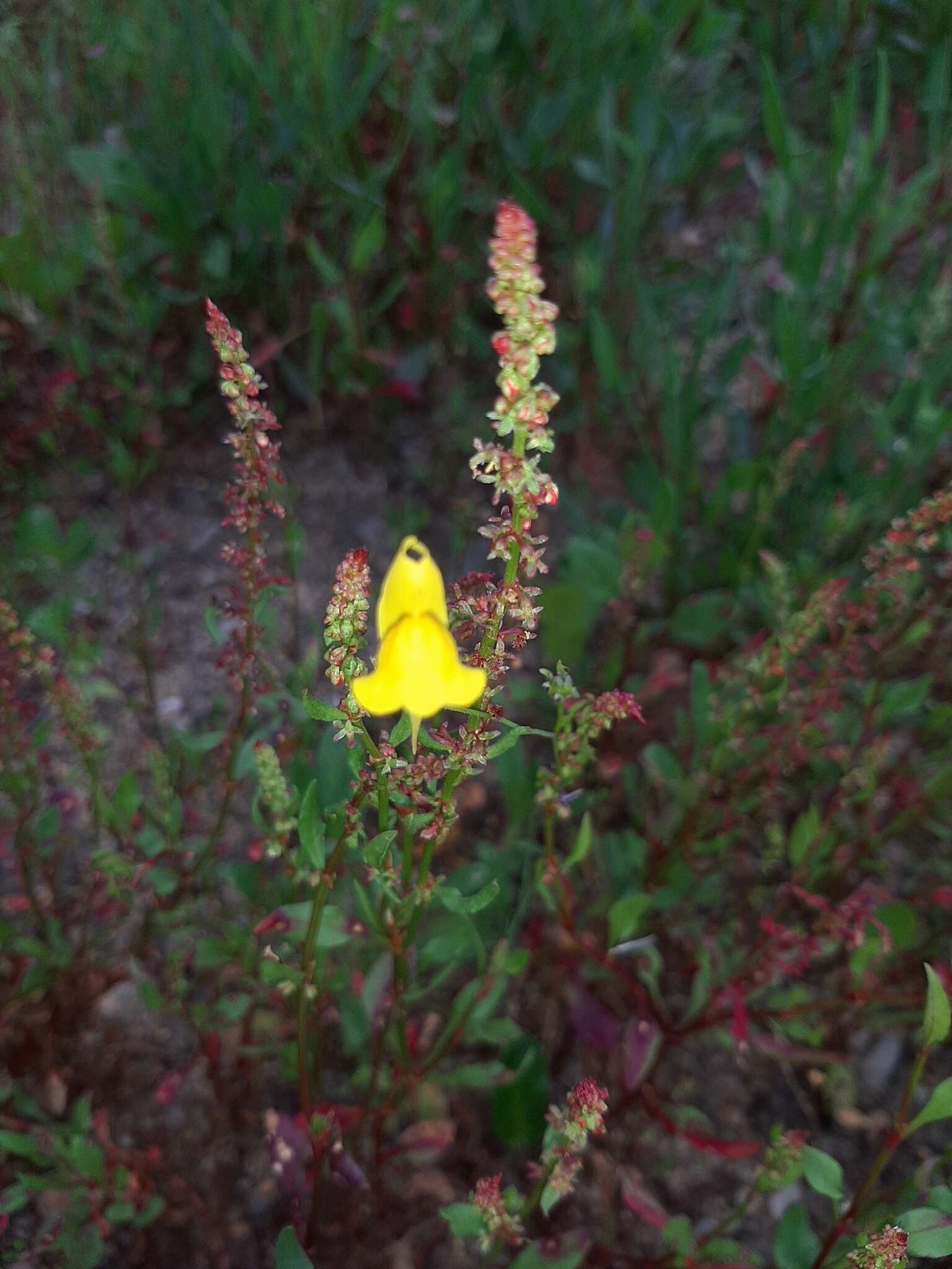 Image of ballast toadflax