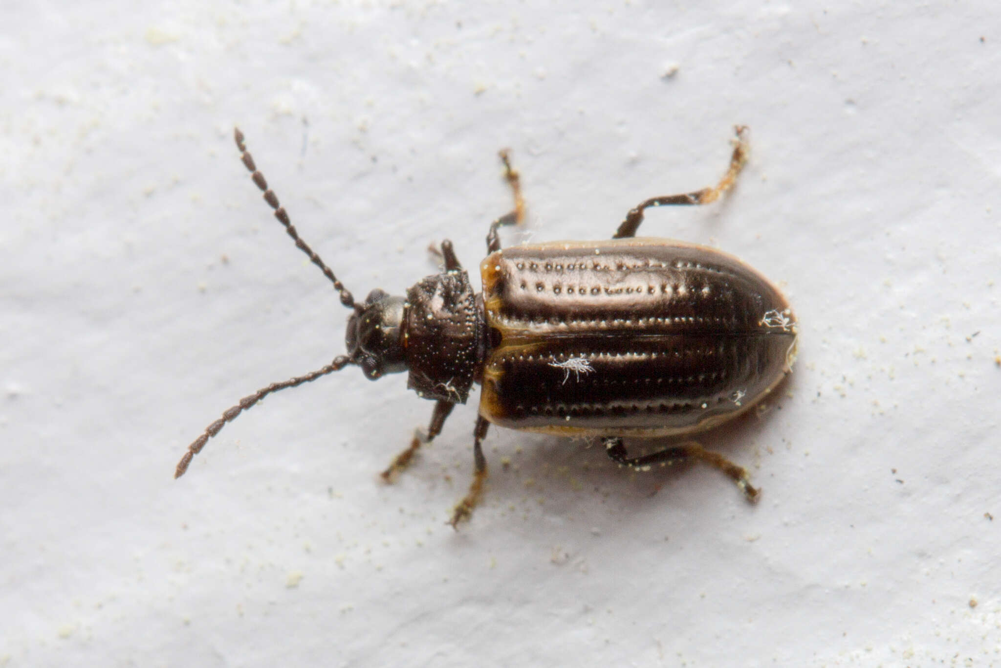 Image of Yellow-margined Leaf Beetle