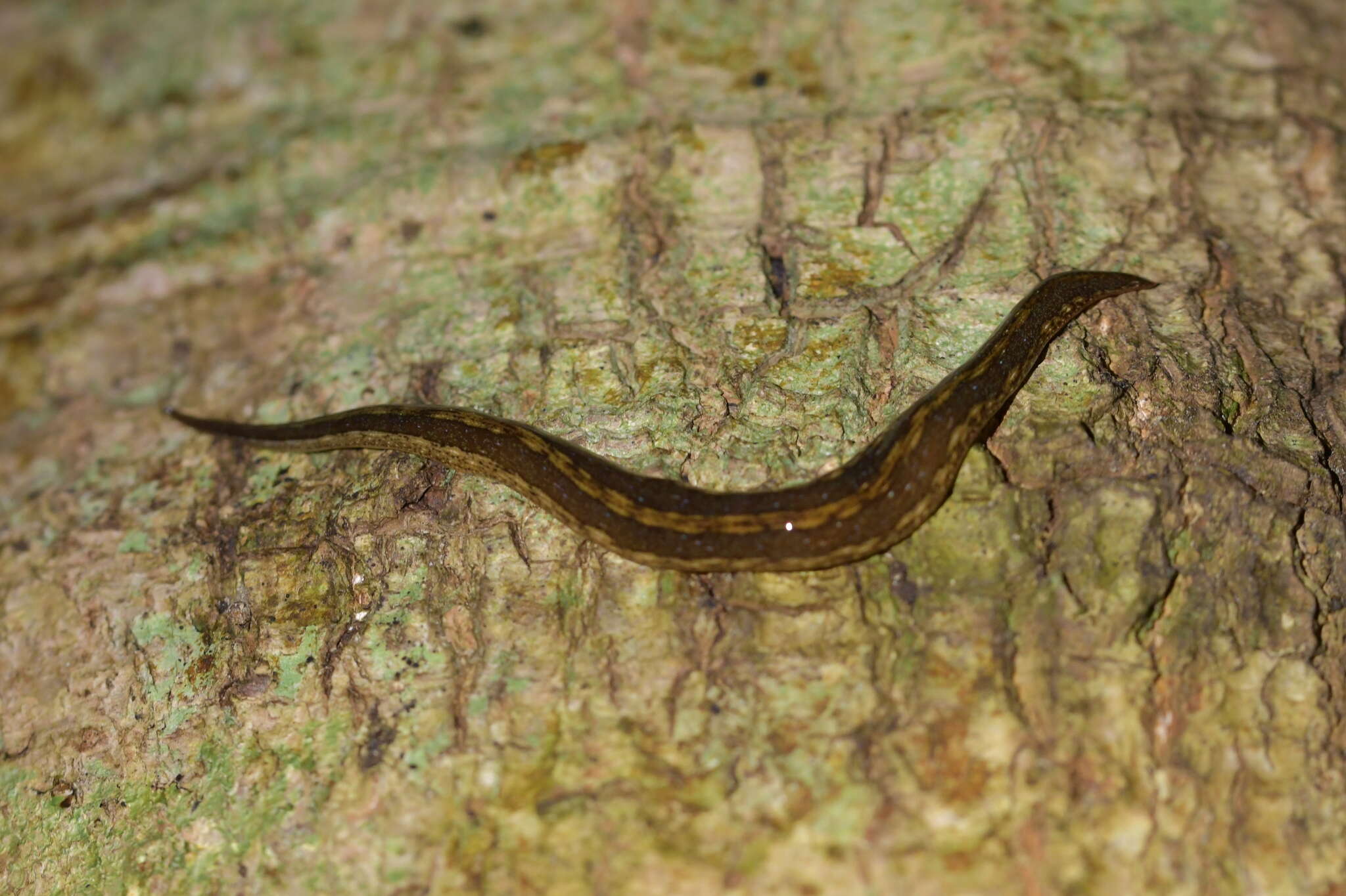 Image de Australopacifica jacksoniana (Dendy 1896)