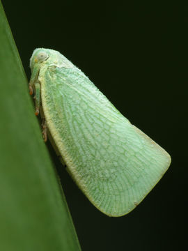 Image of <i>Anormenis chloris</i>