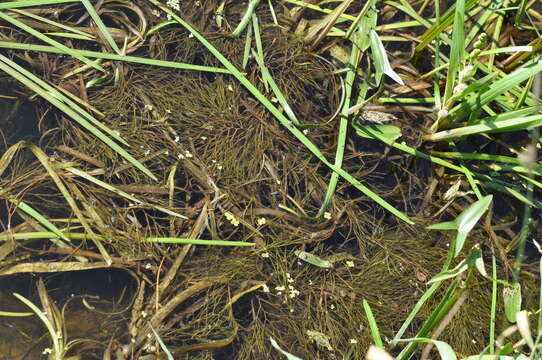 Image of pondweed