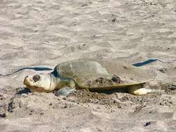 Image of Ridley sea turtles