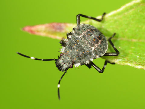 Image of Brown Marmorated Stink Bug