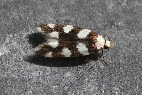 Plancia ëd Pseudotelphusa tessella Linnaeus 1758