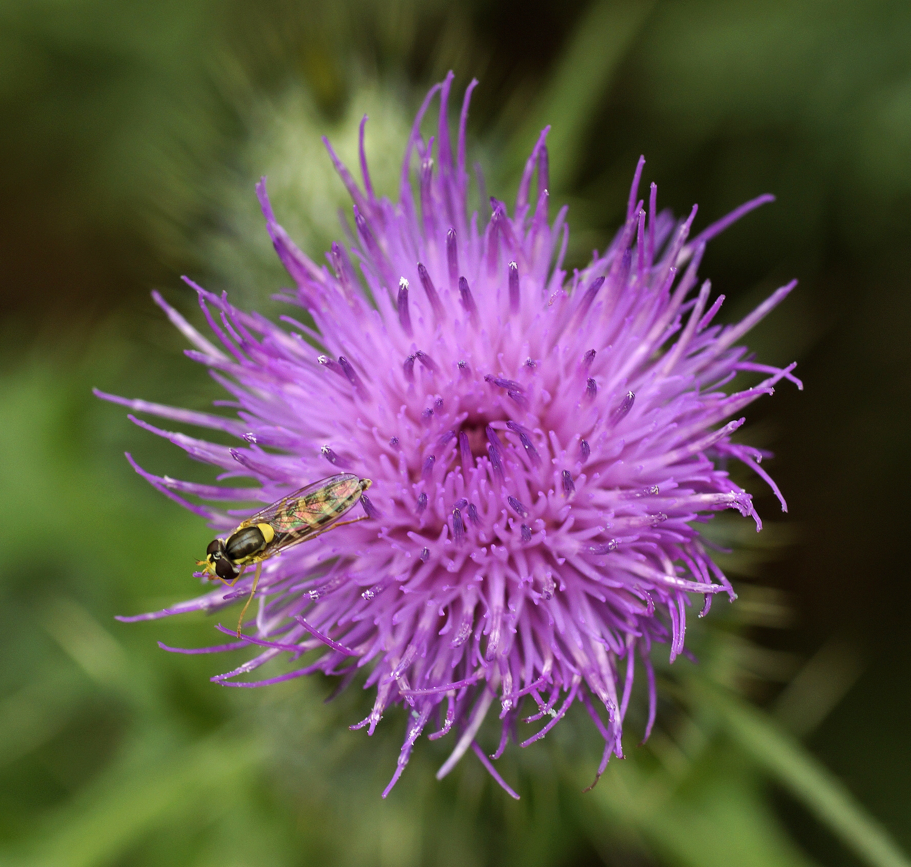 Cirsium vulgare (rights holder: Udo Schmidt)