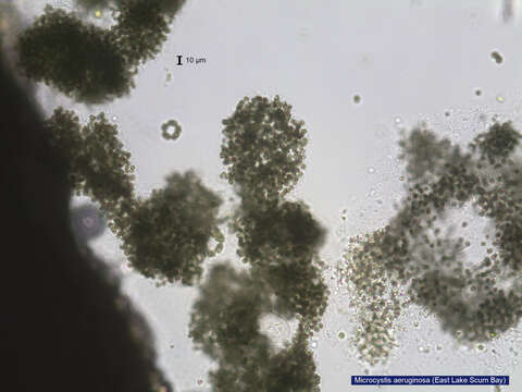 Image of Microcystis