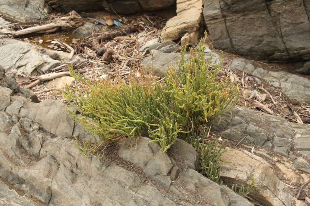 Image of Salicornia littorea (Moss) Piirainen & G. Kadereit