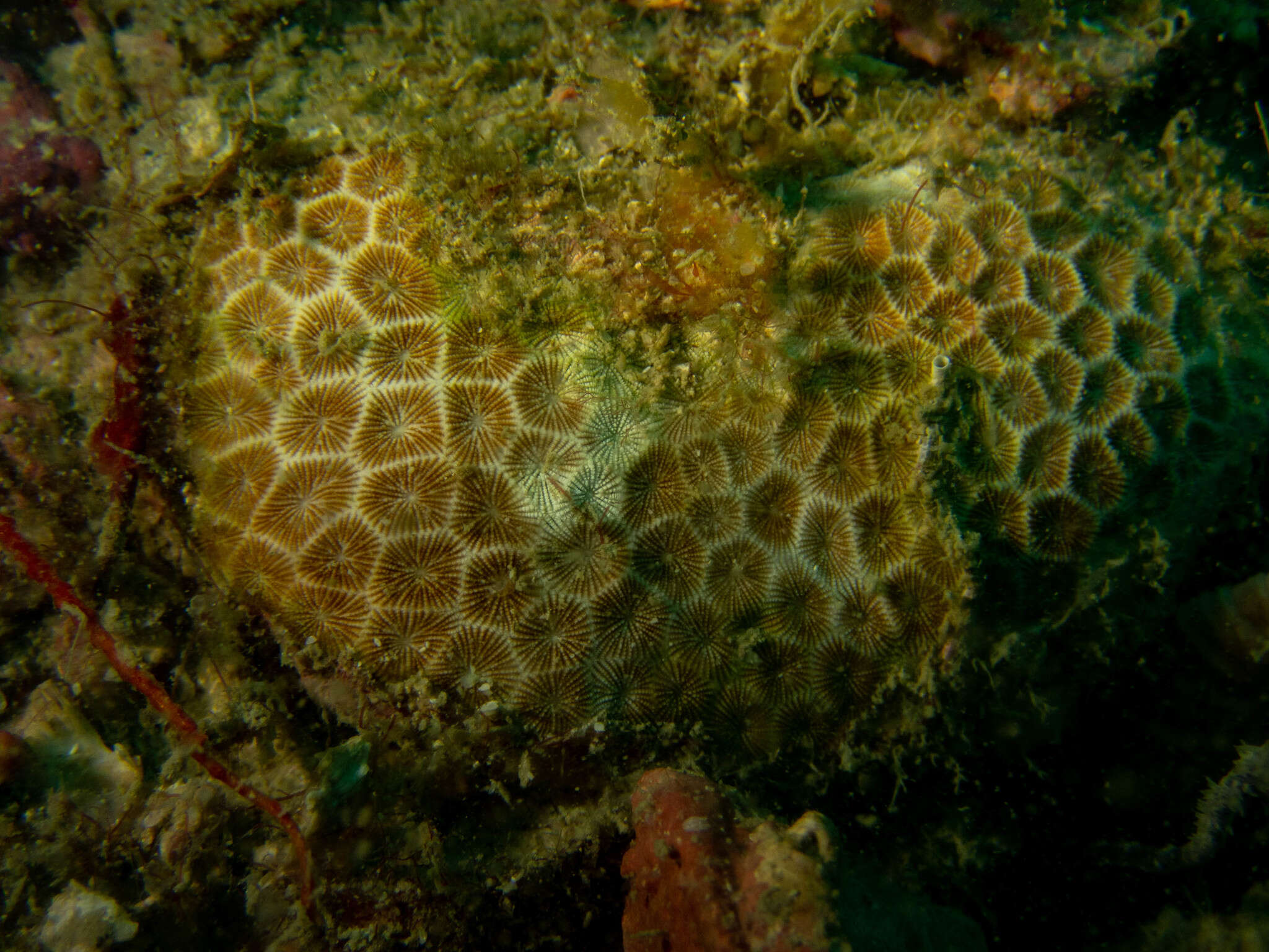 Image of False Pillow Coral