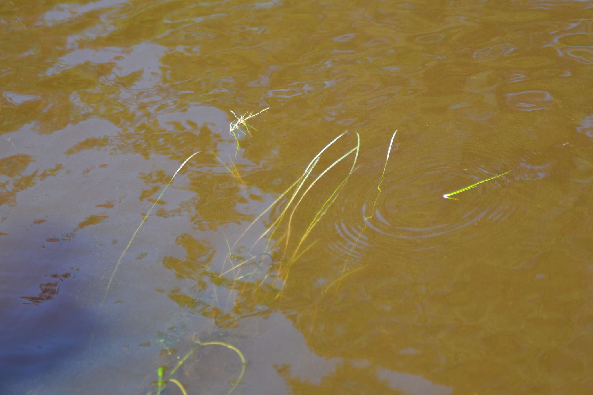 Image of Floating Bur-reed