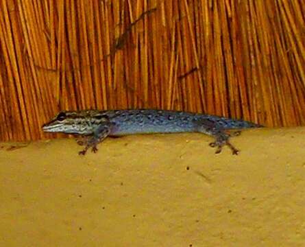 Image of Chobe Dwarf Gecko