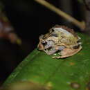 صورة Pristimantis incomptus (Lynch & Duellman 1980)