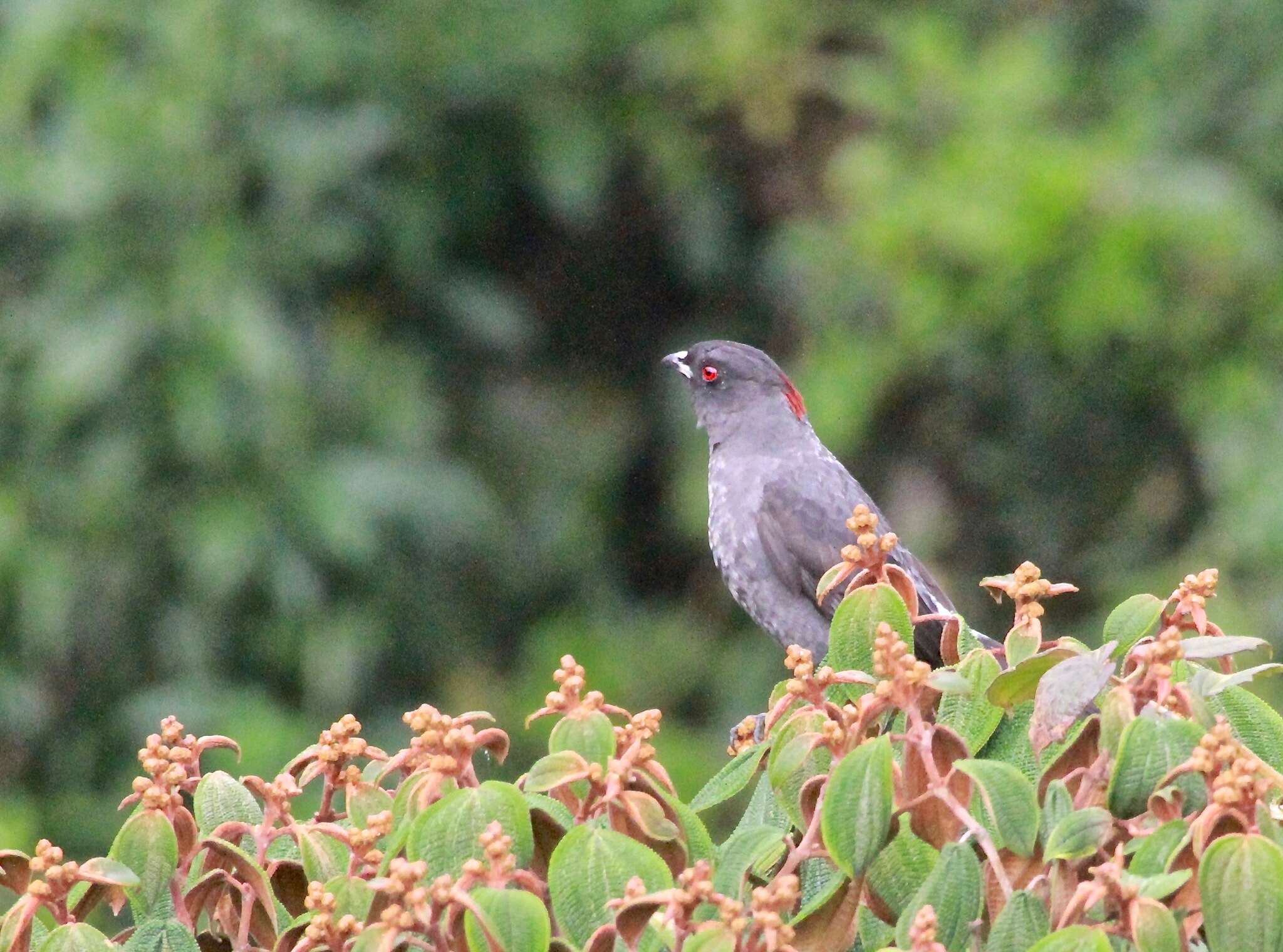 Image of Crested Cotingas