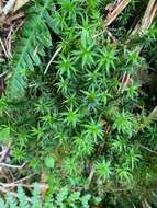 Image of contorted pogonatum moss