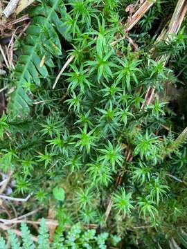 Image of contorted pogonatum moss