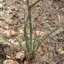 Image of Albuca viscosa L. fil.