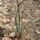 Image de Albuca viscosa L. fil.