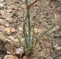 Imagem de Albuca viscosa L. fil.