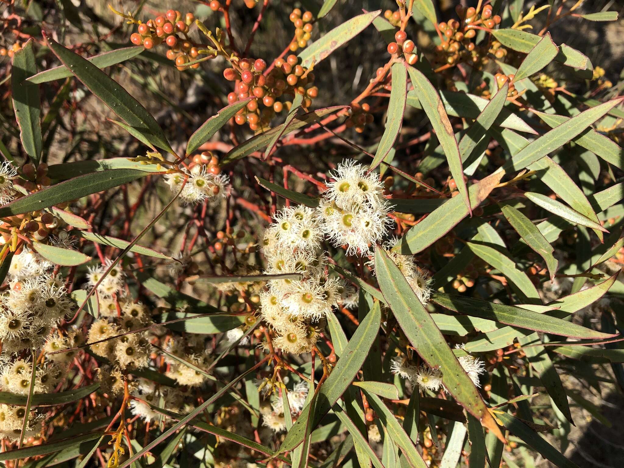 Sivun Eucalyptus gracilis F. Müll. kuva