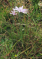 Image of Podospermum roseum subsp. roseum