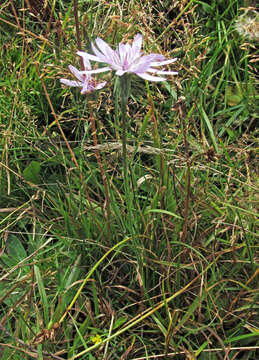 Image of Podospermum roseum (Waldst. & Kit.) Gemeinholzer & Greuter