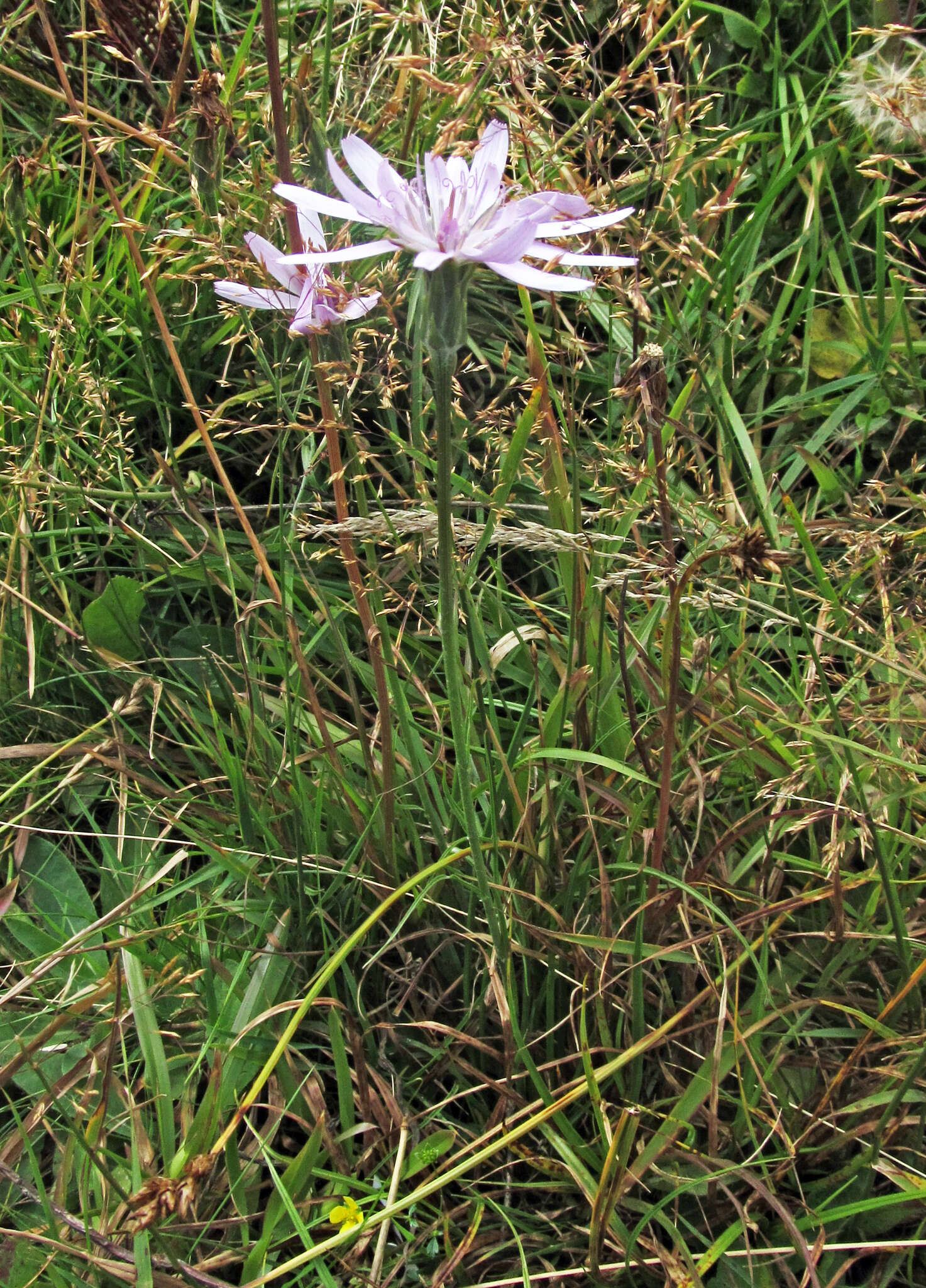 Image of Podospermum roseum subsp. roseum