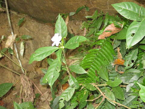 صورة Ruellia yurimaguensis Lindau